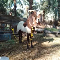 نری گلابی یک سال نیم جور دار