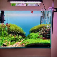 فروش تعدادی ماهی