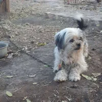 سگ ماده تریر|سگ|محمدیه-قزوین, |دیوار