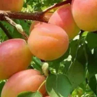 نهال درخت ۳ ساله گلدانی آماده کاشت|خدمات باغبانی و درختکاری|اصفهان, شهرک کاوه|دیوار