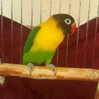 طوطی برزیلی|پرنده|تهران, دهقان|دیوار