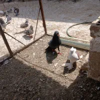 1جفت زاغ آماده تخم با 1پشتی سرخ ماده پاپر|پرنده|مشهد, کلاته برفی|دیوار