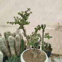 بنسای خرفه ای و انواع کاکتوس و ساکولنت