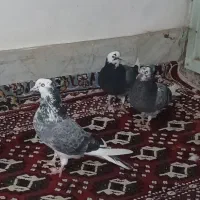 شازده سبز بلند گرد