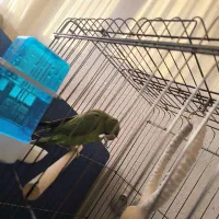 طوطی ملنگو|پرنده|زنجان, |دیوار