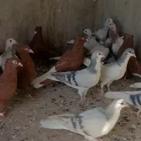 23عدد کفتر پرنده|پرنده|قزوین, |دیوار