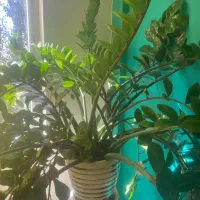 گیاه|گل و گیاه طبیعی|پردیس, فاز ۲|دیوار