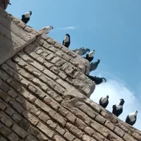 نرماده ریش سیاواکسی