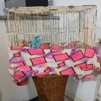 مرغ عشق نر و ماده سالم باهم با قفس|پرنده|بندر انزلی, آخرخط|دیوار