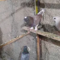 کفتر|پرنده|شاهدشهر, |دیوار