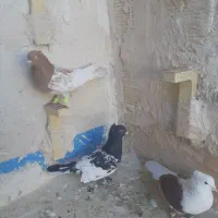 کفتر رنگه|پرنده|مشهد, رده|دیوار