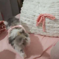 گربه پرشین سوپرفلت کالیکوی اصیل|گربه|رشت, کوی حسینی|دیوار