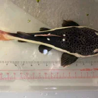 ماهی گوشت خوار درشت