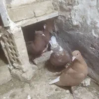 2جفتی سالم زات دار|پرنده|سبزوار, زینبیه|دیوار