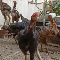 مرغ و خروس و جوجه و تخم لاری اصیل افغان|حیوانات مزرعه|قائمشهر, |دیوار