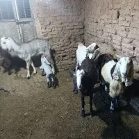 بز زاییده جوان|حیوانات مزرعه|سبزوار, قصبه غربی|دیوار