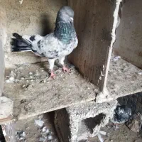 کبوتر بلندپرواز معامله با پتی واله ماده|پرنده|چابهار, |دیوار