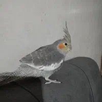 عروس هلندی جوجه دستی