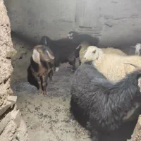 تعداد ۴بزجوان و۱پیر|حیوانات مزرعه|قهستان, |دیوار