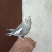 عروس هلندی ماده