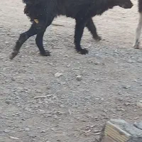سگ نر ۱۱ماهه دم قر|سگ|نجف‌آباد, کهریزسنگ|دیوار