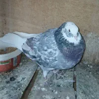 شازده نر سرور