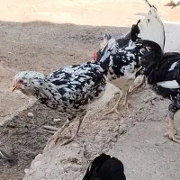 مرغ خروس ریش|حیوانات مزرعه|اهواز, شهرک دانشگاه|دیوار