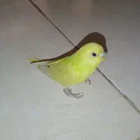 مرغ عشق سرامیکی|پرنده|ری, دیلمان|دیوار