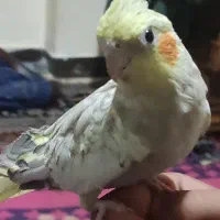 یک جفت عروس هلندی سخنگو به فروش می رسد|پرنده|زرقان, |دیوار