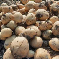 سیب زمینی پانامرا ۴۰۱. خوش رنگ و با کیفیت|خوردنی و آشامیدنی|اقلید, |دیوار