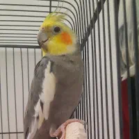 عروس هلندی، نر