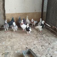 کبوتر طوقی آبی هفت رنگ و آلمانی