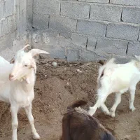 کهره نره|حیوانات مزرعه|برازجان, |دیوار