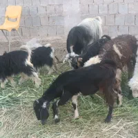 بره وکهره علف خوار|حیوانات مزرعه|شیراز, وزیرآباد|دیوار