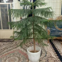 گل کاج در خانه