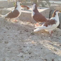 نرماده ساده سرخ با جوجه|پرنده|ایرانشهر, |دیوار