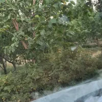 باغ میوه|فروش زمین و ملک کلنگی|خوی, |دیوار