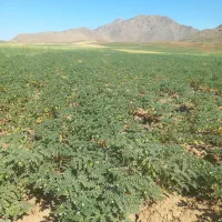 فروش  نخوه نقدی