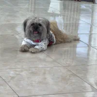 سگ شیتزو ۲ ساله