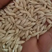 جو فروشی