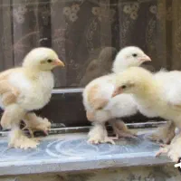 جوجه بوقلمون و برهما و سلطان یکروزه|حیوانات مزرعه|ورامین, خیر آباد|دیوار