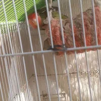 دوطوطی برزیلی استثنایی|پرنده|لواسان, |دیوار