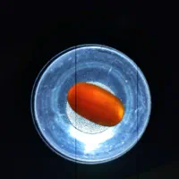 نگین  عقیق