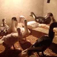 اوردک خارجی