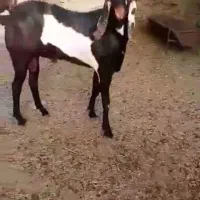 نری‌بیتل‌اصل