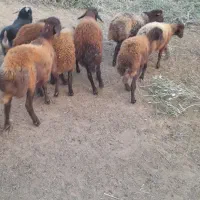 بره نر و ماده قزل افشار درجه یک