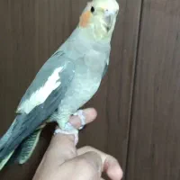 پرنده|پرنده|فولادشهر, A3|دیوار