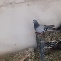 کفتر سور اوچان واویناخ همگی یکجا