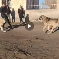 سگ ماستیف