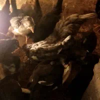 جوجه مرغ سوزنی و پنگوئنی